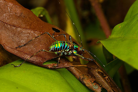 Vibrant katydid, Nimbokrang, Papua Possibly in the Scambophyllum genus. Australia (continent),Geotagged,Indonesia,New Guinea,Nimbokrang,Papua,Papua 2023,Spring,West Papua,Western New Guinea