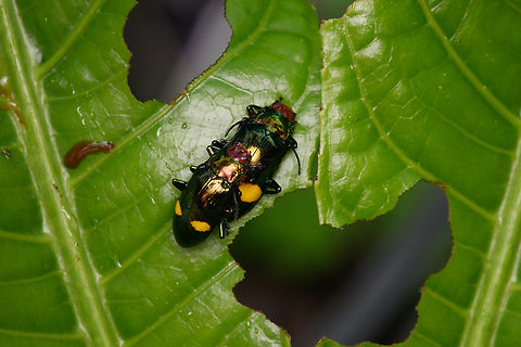 Leaf beetles mating, Nimbokrang, Papua Probably Promechus sp. Australia (continent),Geotagged,Indonesia,New Guinea,Nimbokrang,Papua,Papua 2023,Spring,West Papua,Western New Guinea