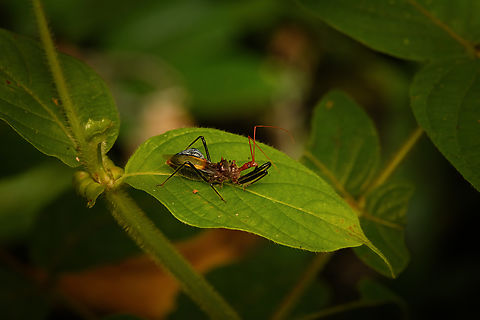 Assassin bug on leaf, Nimbokrang, Papua  Australia (continent),Geotagged,Indonesia,New Guinea,Nimbokrang,Papua,Papua 2023,Spring,West Papua,Western New Guinea