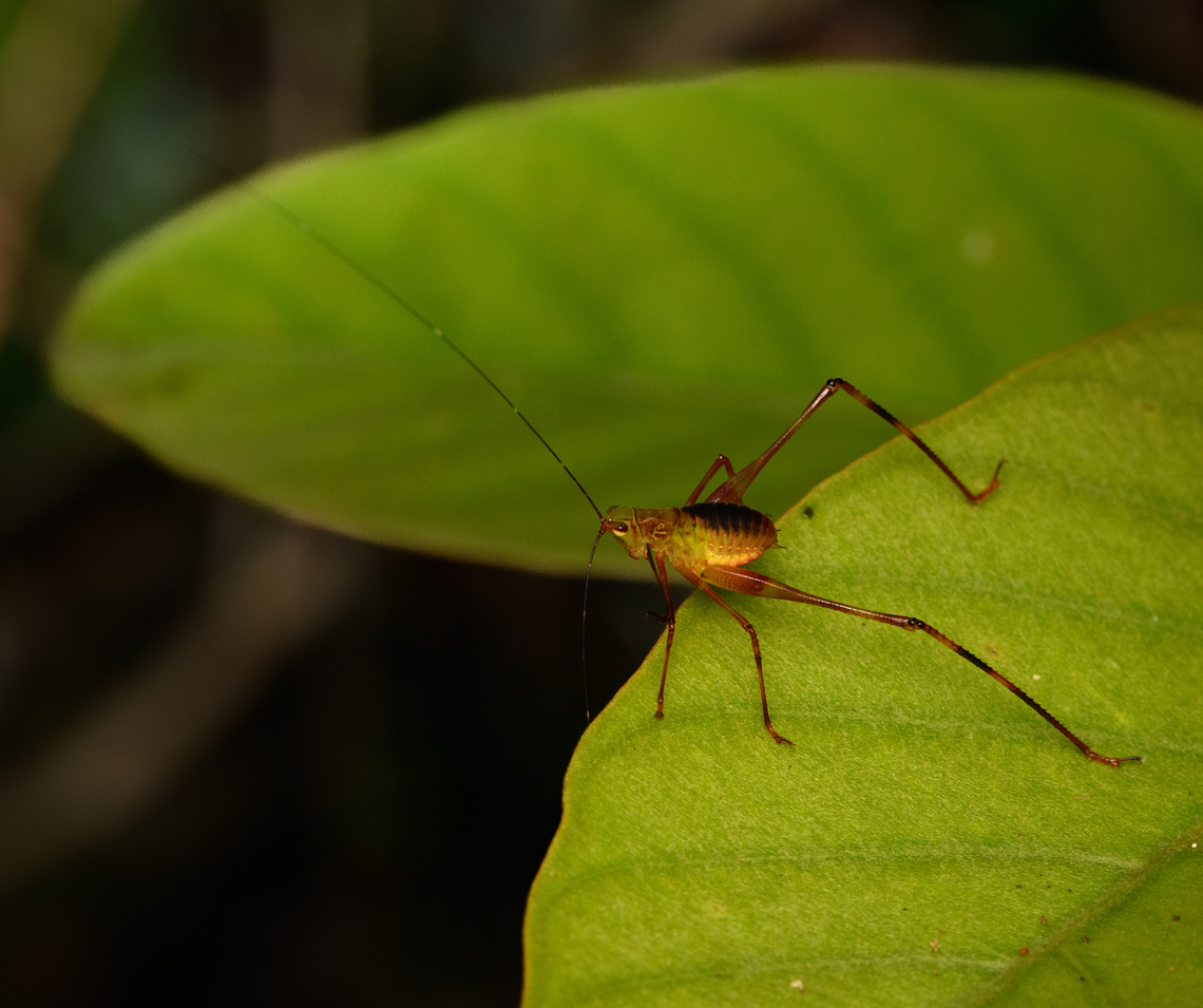 Katydid nymph, Nimbokrang, Papua  Australia (continent),Geotagged,Indonesia,New Guinea,Nimbokrang,Papua,Papua 2023,Spring,West Papua,Western New Guinea