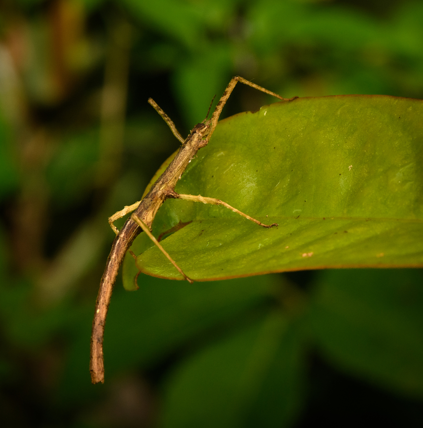 Pale-legged Stick insect, Nimbokrang, Papua  Australia (continent),Geotagged,Indonesia,New Guinea,Nimbokrang,Papua,Papua 2023,Spring,West Papua,Western New Guinea