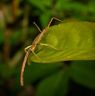 Pale-legged Stick insect, Nimbokrang, Papua  Australia (continent),Geotagged,Indonesia,New Guinea,Nimbokrang,Papua,Papua 2023,Spring,West Papua,Western New Guinea