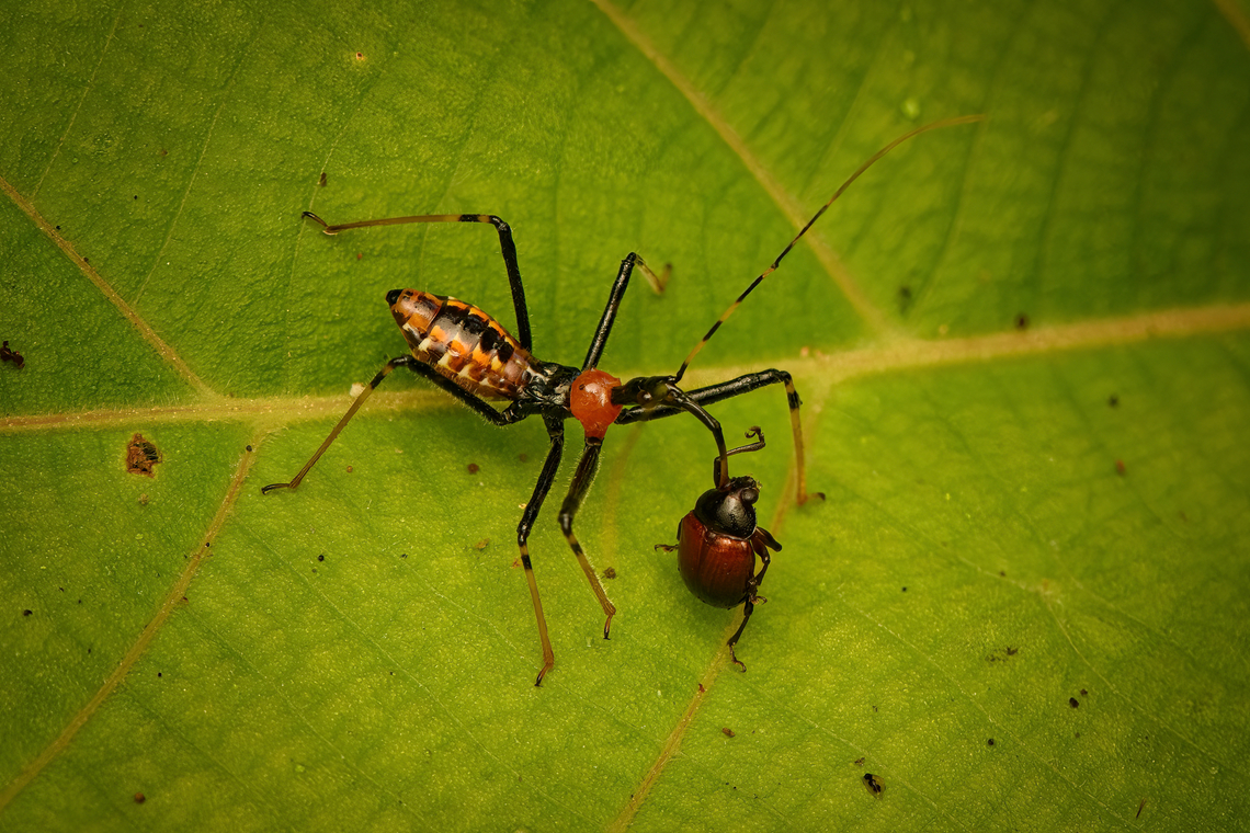 Assassin bug nymph on the hunt, Nimbokrang, Papua Stabbing a leaf beetle. Australia (continent),Geotagged,Indonesia,New Guinea,Nimbokrang,Papua,Papua 2023,Spring,West Papua,Western New Guinea