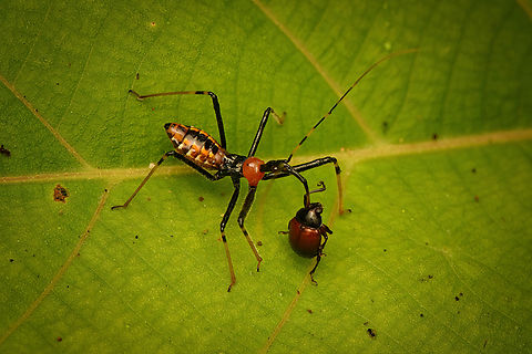 Assassin bug nymph on the hunt, Nimbokrang, Papua Stabbing a leaf beetle. Australia (continent),Geotagged,Indonesia,New Guinea,Nimbokrang,Papua,Papua 2023,Spring,West Papua,Western New Guinea