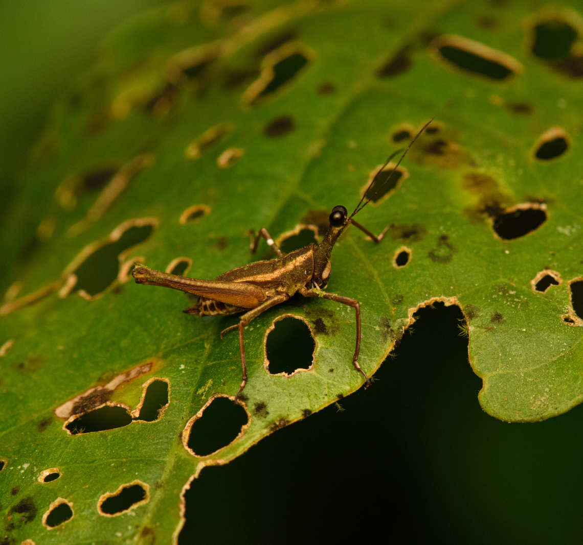 Ophiotettix filiforma, Nimbokrang, Papua Second time we found this lovely weirdo. Australia (continent),Geotagged,Indonesia,New Guinea,Nimbokrang,Ophiotettix filiforma,Papua,Papua 2023,Spring,West Papua,Western New Guinea