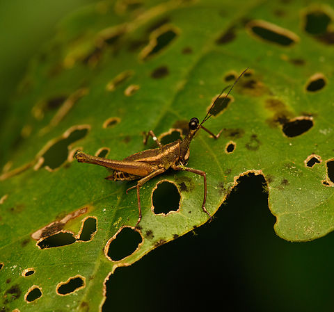 Ophiotettix filiforma, Nimbokrang, Papua Second time we found this lovely weirdo. Australia (continent),Geotagged,Indonesia,New Guinea,Nimbokrang,Ophiotettix filiforma,Papua,Papua 2023,Spring,West Papua,Western New Guinea