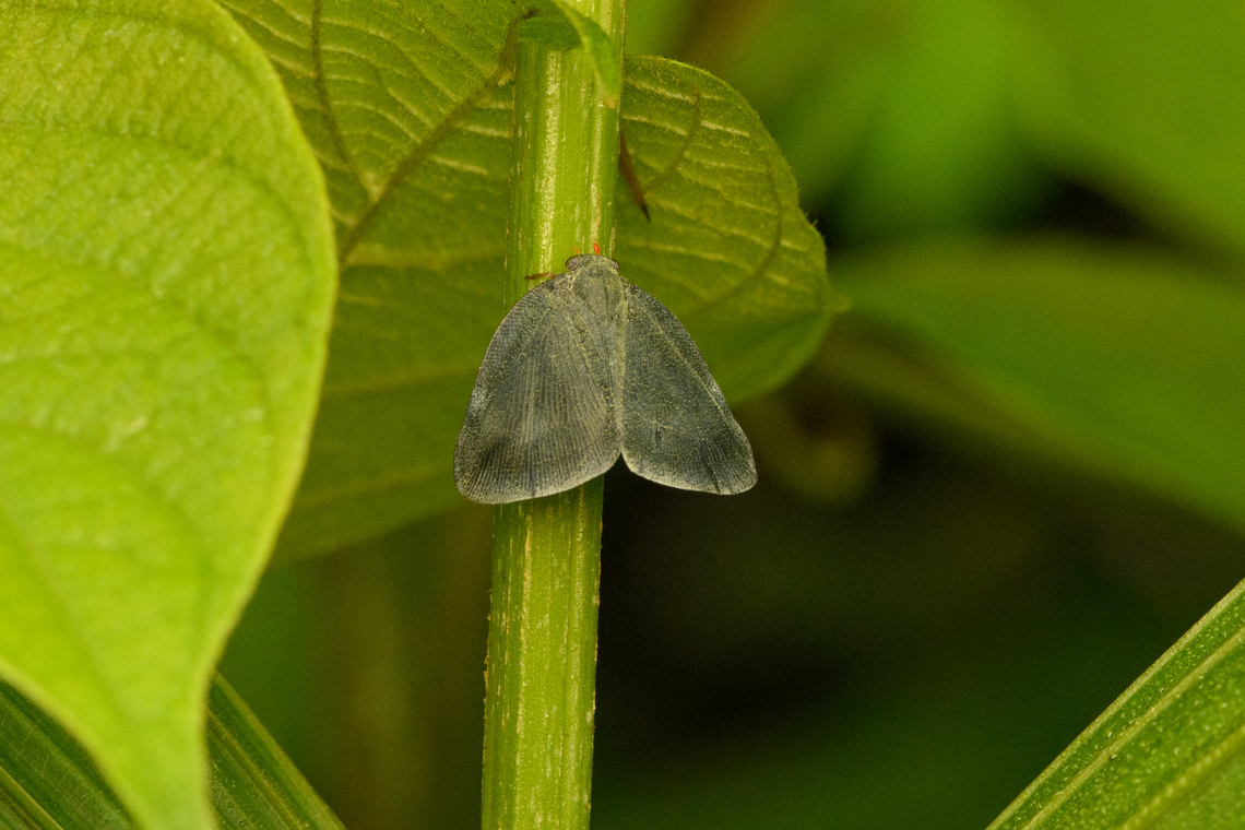 Ricaniid Planthopper, Nimbokrang, Papua Euricania morio comes close, but I'm not convinced. Australia (continent),Geotagged,Indonesia,New Guinea,Nimbokrang,Papua,Papua 2023,Spring,West Papua,Western New Guinea