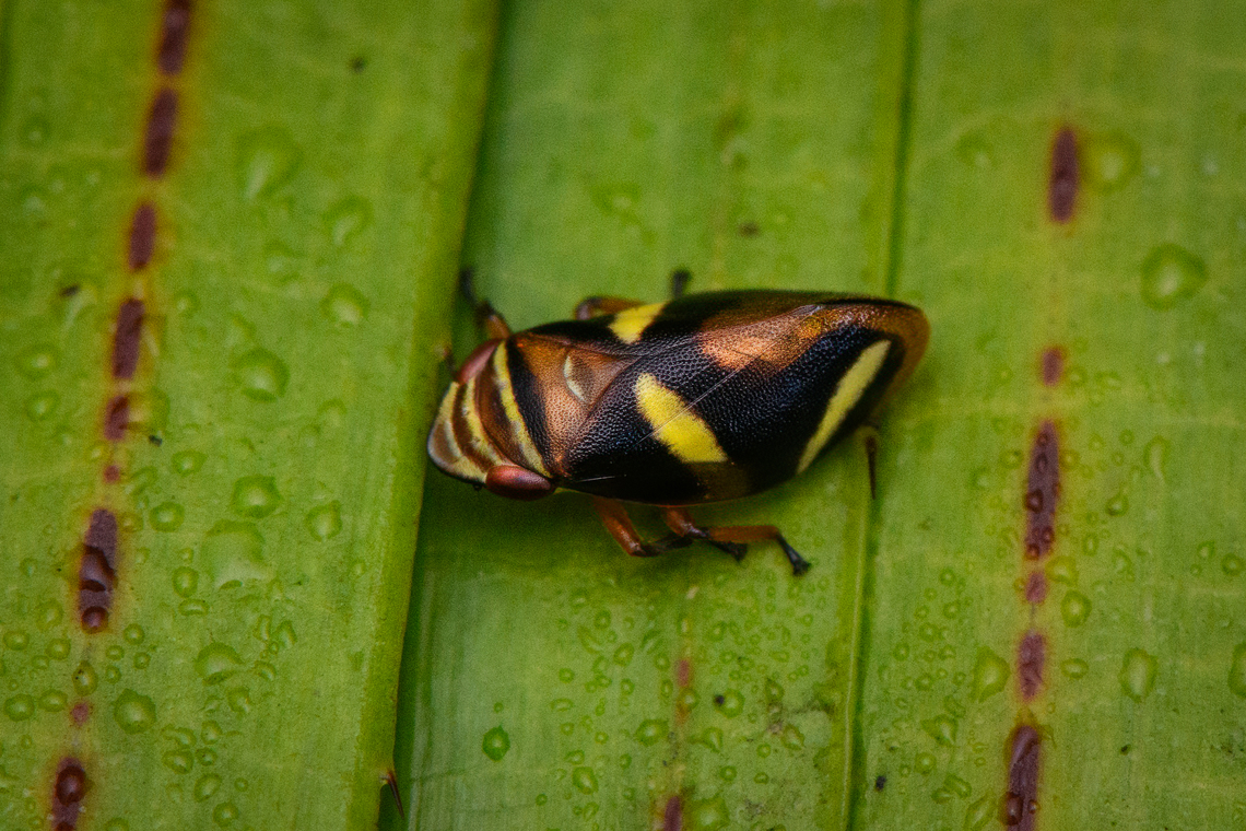 Spittlebug (closeup), Nimbokrang, Papua Similar to this earlier observation:<br />
<figure class="photo"><a href="https://www.jungledragon.com/image/155457/froghopper_nimbokrang_papua.html" title="Froghopper, Nimbokrang, Papua"><img src="https://s3.amazonaws.com/media.jungledragon.com/images/2/155457_thumb.jpg?AWSAccessKeyId=05GMT0V3GWVNE7GGM1R2&Expires=1769040010&Signature=hf8am4vhpafvTnexuIoFoaIz1pY%3D" width="200" height="166" alt="Froghopper, Nimbokrang, Papua  Australia (continent),Geotagged,Indonesia,New Guinea,Nimbokrang,Papua,Papua 2023,Spring,West Papua,Western New Guinea" /></a></figure> Australia (continent),Geotagged,Indonesia,New Guinea,Nimbokrang,Papua,Papua 2023,Spring,West Papua,Western New Guinea