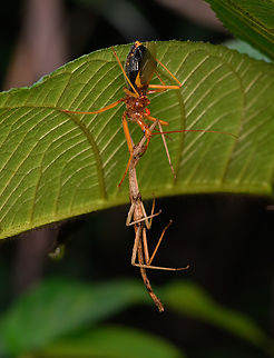 Assassin bug attacks stick insect, Nimbokrang, Papua  Australia (continent),Geotagged,Indonesia,New Guinea,Nimbokrang,Papua,Papua 2023,Spring,West Papua,Western New Guinea