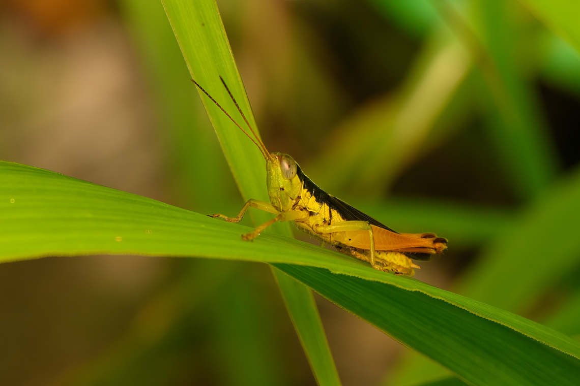 Short-horned Grasshopper, Nimbokrang, Papua Similar to Oxya intricata, but not sure it&#039;s a match. Australia (continent),Geotagged,Indonesia,New Guinea,Nimbokrang,Papua,Papua 2023,Spring,West Papua,Western New Guinea