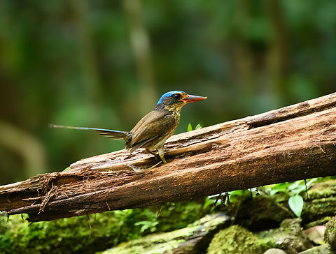 Common Paradise-Kingfisher (juvenile), Nimbokrang, Papua This is a juvenile. Where one day earlier we were targeting this bird, in this case it was an unwelcome guest. It's feeding on worms put there to lure a pita. Australia (continent),Common Paradise-Kingfisher,Geotagged,Indonesia,New Guinea,Nimbokrang,Papua,Papua 2023,Spring,Tanysiptera galatea,West Papua,Western New Guinea