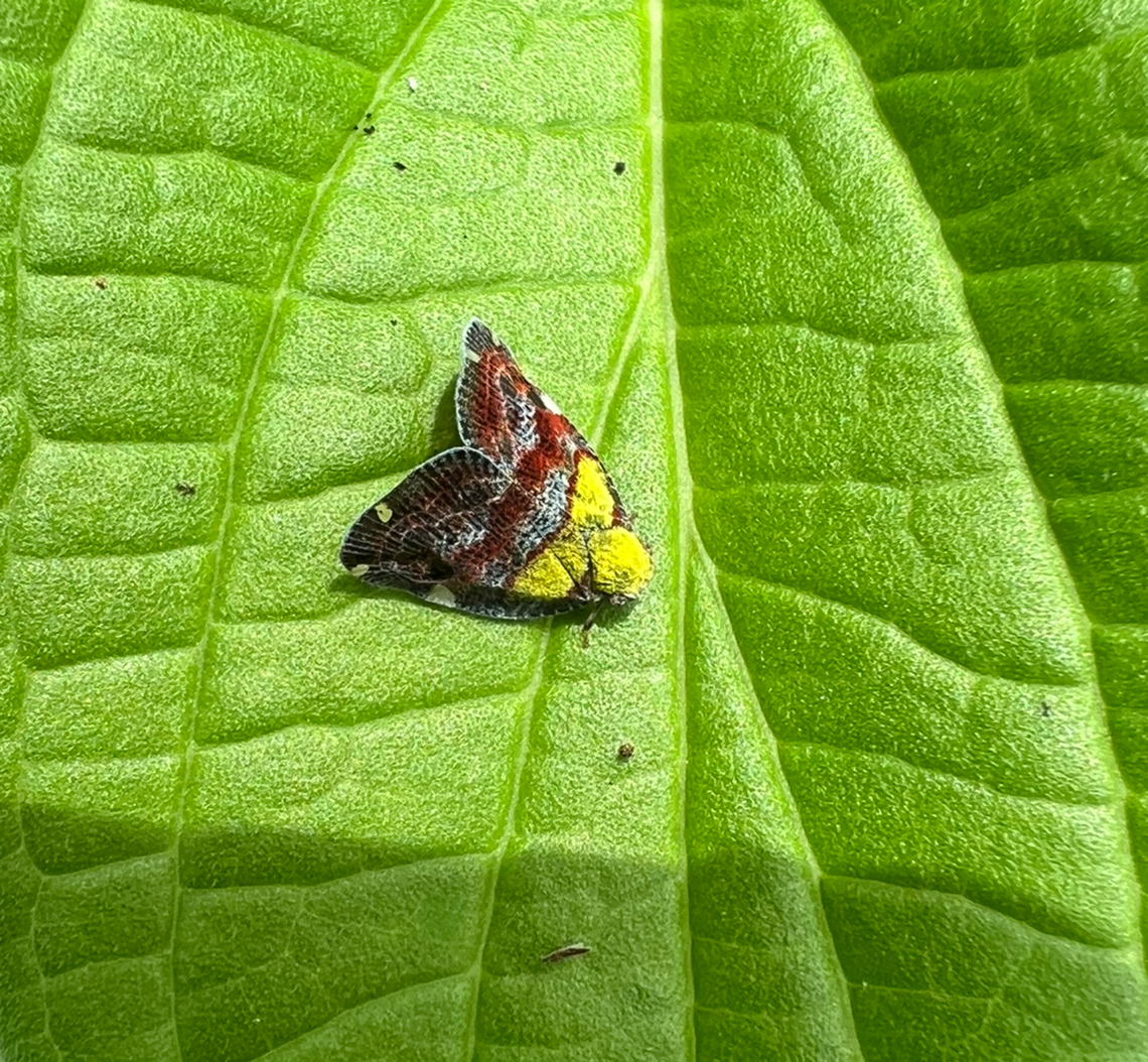 Ricanula trimaculata, Nimbokrang, Papua A quick smartphone snap. Looks similar to Ricanula pulverosa, but I'm not confident it's a full match. Australia (continent),Geotagged,Indonesia,New Guinea,Nimbokrang,Papua,Papua 2023,Ricanula trimaculata,Spring,West Papua,Western New Guinea