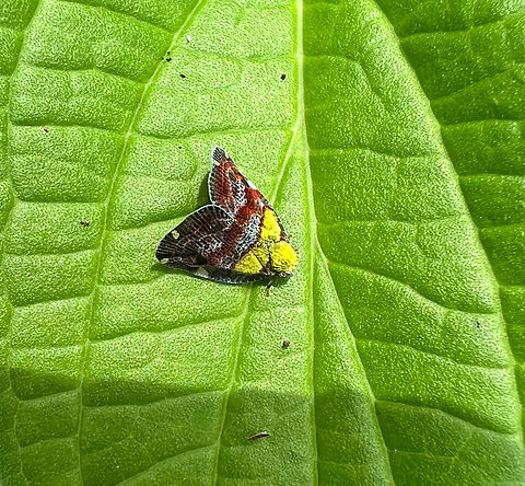 Ricanula trimaculata, Nimbokrang, Papua A quick smartphone snap. Looks similar to Ricanula pulverosa, but I'm not confident it's a full match. Australia (continent),Geotagged,Indonesia,New Guinea,Nimbokrang,Papua,Papua 2023,Ricanula trimaculata,Spring,West Papua,Western New Guinea