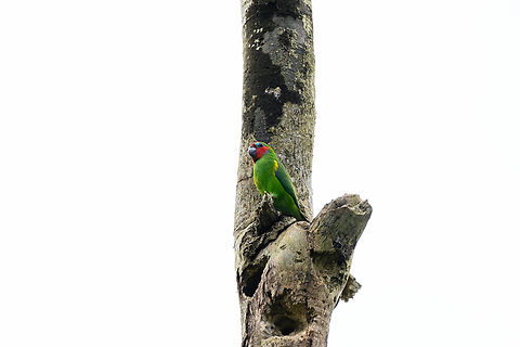 Double-eyed fig parrot, Nimbokrang,Papua Remote shot of a tiny parrot. Note the nest holes below it. Australia (continent),Cyclopsitta diophthalma,Double-eyed fig parrot,Geotagged,Indonesia,New Guinea,Nimbokrang,Papua,Papua 2023,Spring,West Papua,Western New Guinea
