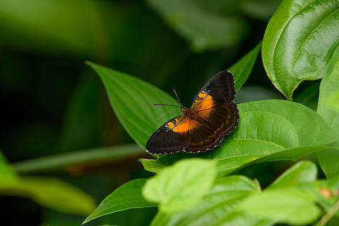 Parthenos aspila, Nimbokrang, Papua  Australia (continent),Geotagged,Indonesia,New Guinea,Nimbokrang,Papua,Papua 2023,Parthenos aspila,Spring,West Papua,Western New Guinea