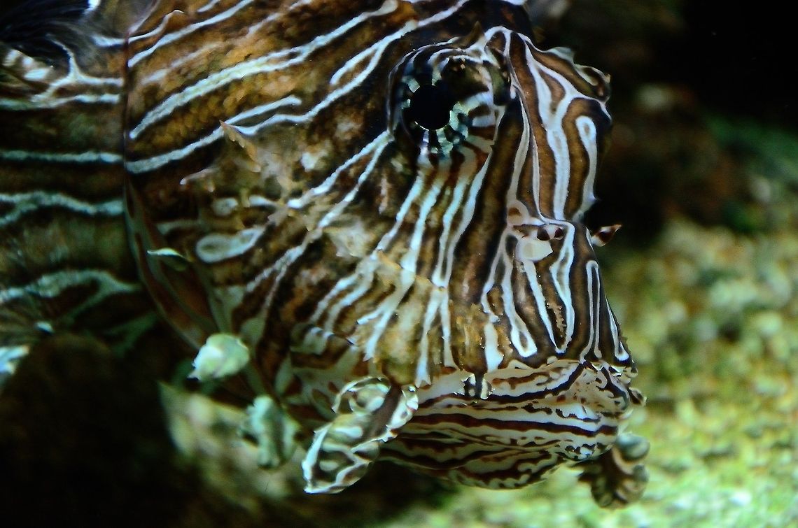 Lionfish head A head closeup of the ocean&#039;s big cat: the gorgeous yet venemous Lionfish (Pterois). Fish,Lionfish,Pterois,Pterois volitans,Red lionfish,Rhenen Zoo