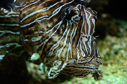 Lionfish head A head closeup of the ocean's big cat: the gorgeous yet venemous Lionfish (Pterois). Fish,Lionfish,Pterois,Pterois volitans,Red lionfish,Rhenen Zoo