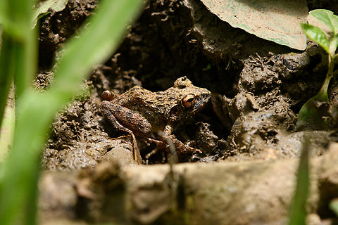 Cornufer papuensis, Nimbokrang, Papua ID based on expert in FB group. Australia (continent),Cornufer papuensis,Geotagged,Indonesia,New Guinea,Nimbokrang,Papua,Papua 2023,Spring,West Papua,Western New Guinea
