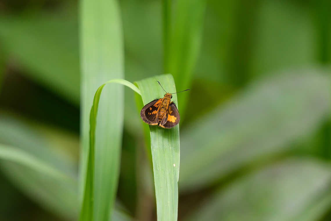 Suniana sunias, Nimbokrang, Papua One of the upper wings is not fully open, that's why the pattern looks asymmetrical. Australia (continent),Geotagged,Indonesia,New Guinea,Nimbokrang,Papua,Papua 2023,Spring,Suniana sunias,West Papua,Western New Guinea