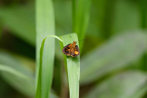 Suniana sunias, Nimbokrang, Papua One of the upper wings is not fully open, that's why the pattern looks asymmetrical. Australia (continent),Geotagged,Indonesia,New Guinea,Nimbokrang,Papua,Papua 2023,Spring,Suniana sunias,West Papua,Western New Guinea