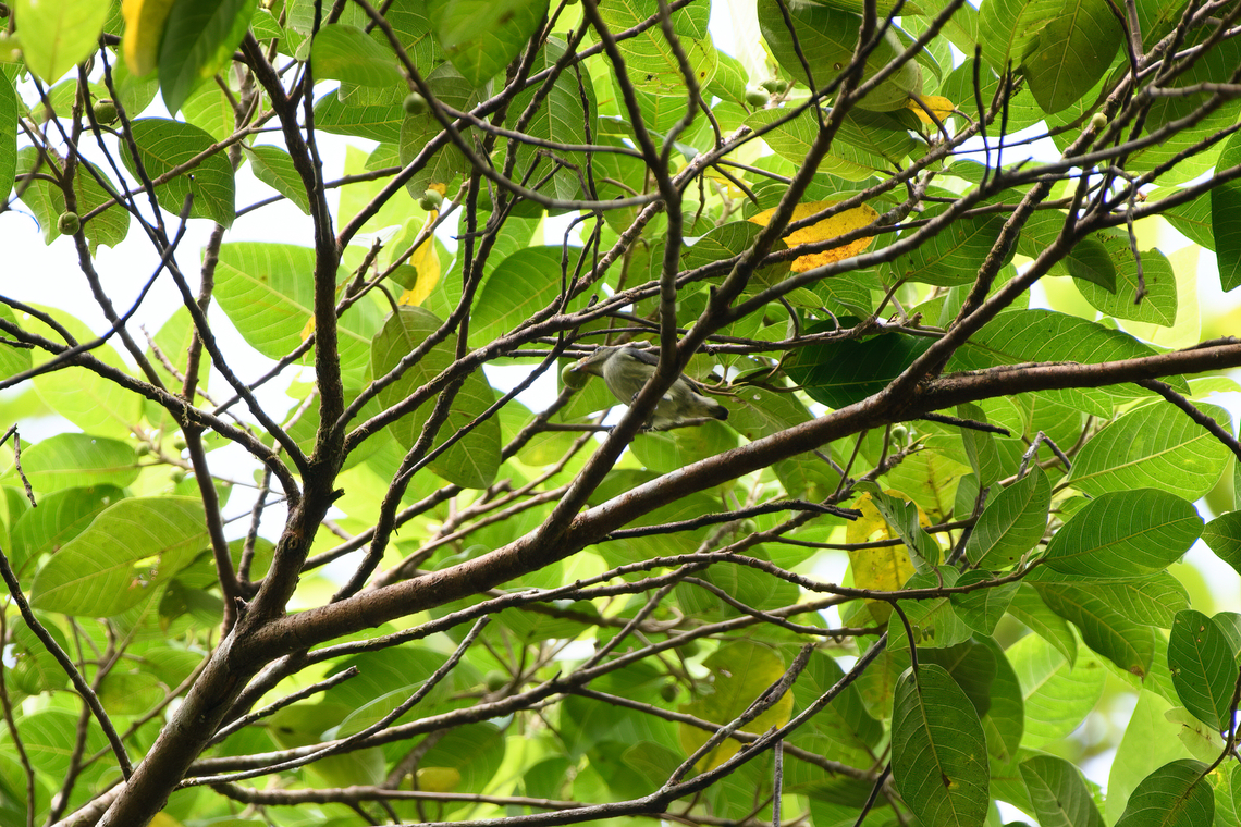 Red-capped flowerpecker, Nimbokrang, Papua Very bad shot, but posting it for the species' relevance. This is the female. ID by Mehd. Australia (continent),Dicaeum geelvinkianum,Geotagged,Indonesia,New Guinea,Nimbokrang,Papua,Papua 2023,Red-capped flowerpecker,Spring,West Papua,Western New Guinea