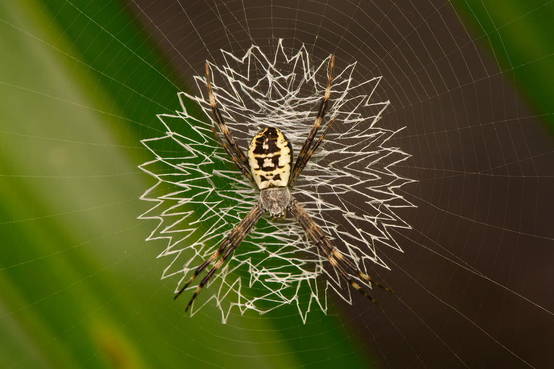 Green Argiope, Nimbokrang, Papua  Argiope chloreis,Australia (continent),Geotagged,Green Zig Zag Spider,Indonesia,New Guinea,Nimbokrang,Papua,Papua 2023,Spring,West Papua,Western New Guinea