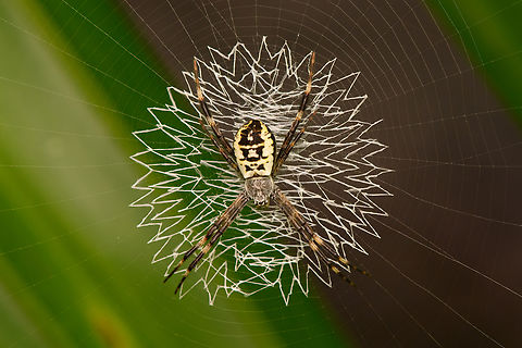 Green Argiope, Nimbokrang, Papua  Argiope chloreis,Australia (continent),Geotagged,Green Zig Zag Spider,Indonesia,New Guinea,Nimbokrang,Papua,Papua 2023,Spring,West Papua,Western New Guinea