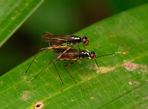 Stilt-legged flies mating, Nimbokrang, Papua Subf Eurybatinae, I think. Australia (continent),Geotagged,Indonesia,New Guinea,Nimbokrang,Papua,Papua 2023,Spring,West Papua,Western New Guinea
