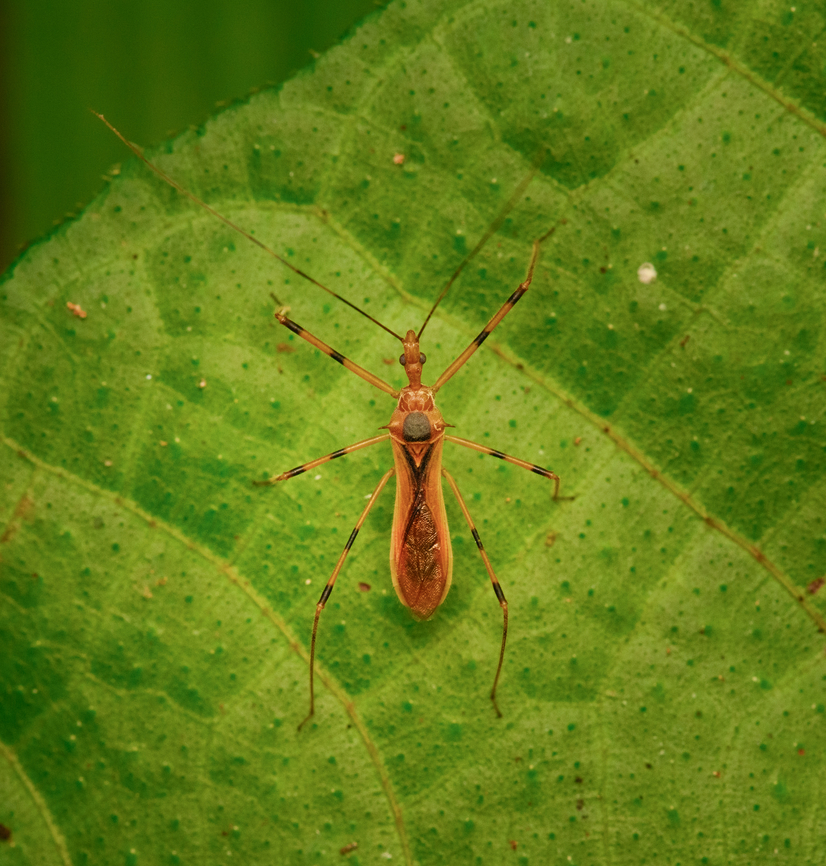 Euagoras dorycus, Nimbokrang, Papua  Australia (continent),Euagoras dorycus,Geotagged,Indonesia,New Guinea,Nimbokrang,Papua,Papua 2023,Spring,West Papua,Western New Guinea