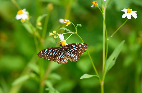 Tirumala hamata, Nimbokrang, Papua  Australia (continent),Blue Tiger,Geotagged,Indonesia,New Guinea,Nimbokrang,Papua,Papua 2023,Spring,Tirumala hamata,West Papua,Western New Guinea