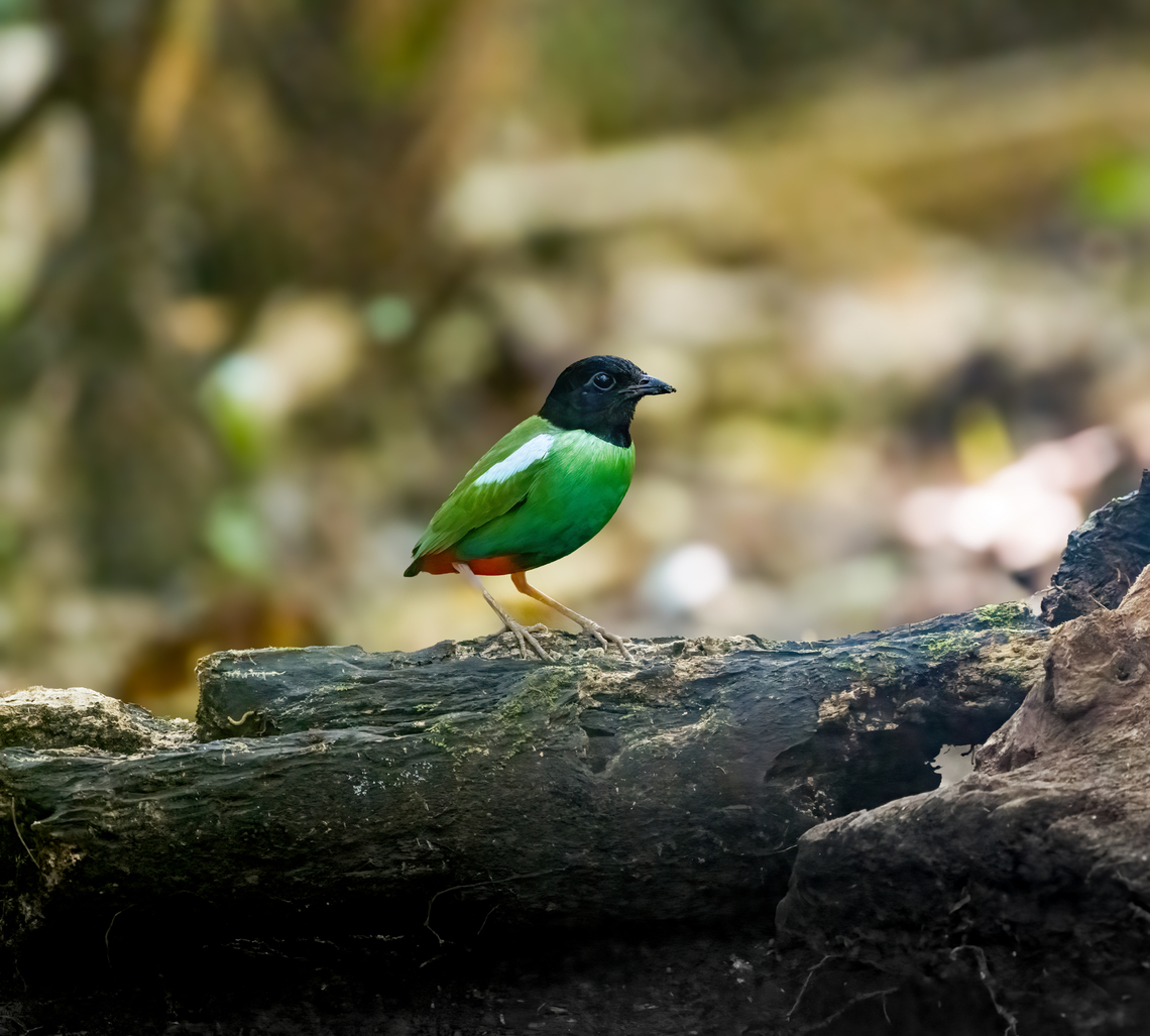 Eastern Hooded Pitta, Nimbokrang, Papua Our first ever pitta. This one was lured with worms whilst we were sitting in a hide. It still took 3 multi hour sessions for it to appear. Australia (continent),Eastern Hooded Pitta,Geotagged,Indonesia,New Guinea,Nimbokrang,Papua,Papua 2023,Pitta novaeguineae,Spring,West Papua,Western New Guinea