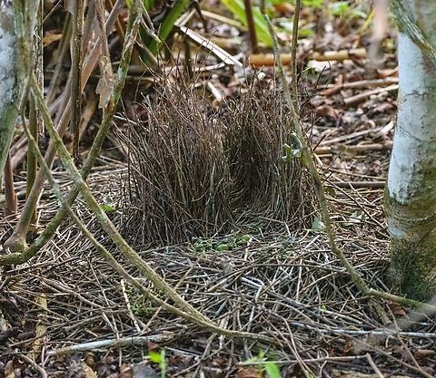 Bower of the Fawn-Breasted Bowerbird, Nimbokrang, Papua The construction type combined with the green decorations near the entrance of the avenue identifies which species it is. I recommend the following link for a great visualization:
https://meetingarchive.ami.org/2017/project/8-2-2-2-2-2-2/ Australia (continent),Geotagged,Indonesia,New Guinea,Nimbokrang,Papua,Papua 2023,Spring,West Papua,Western New Guinea