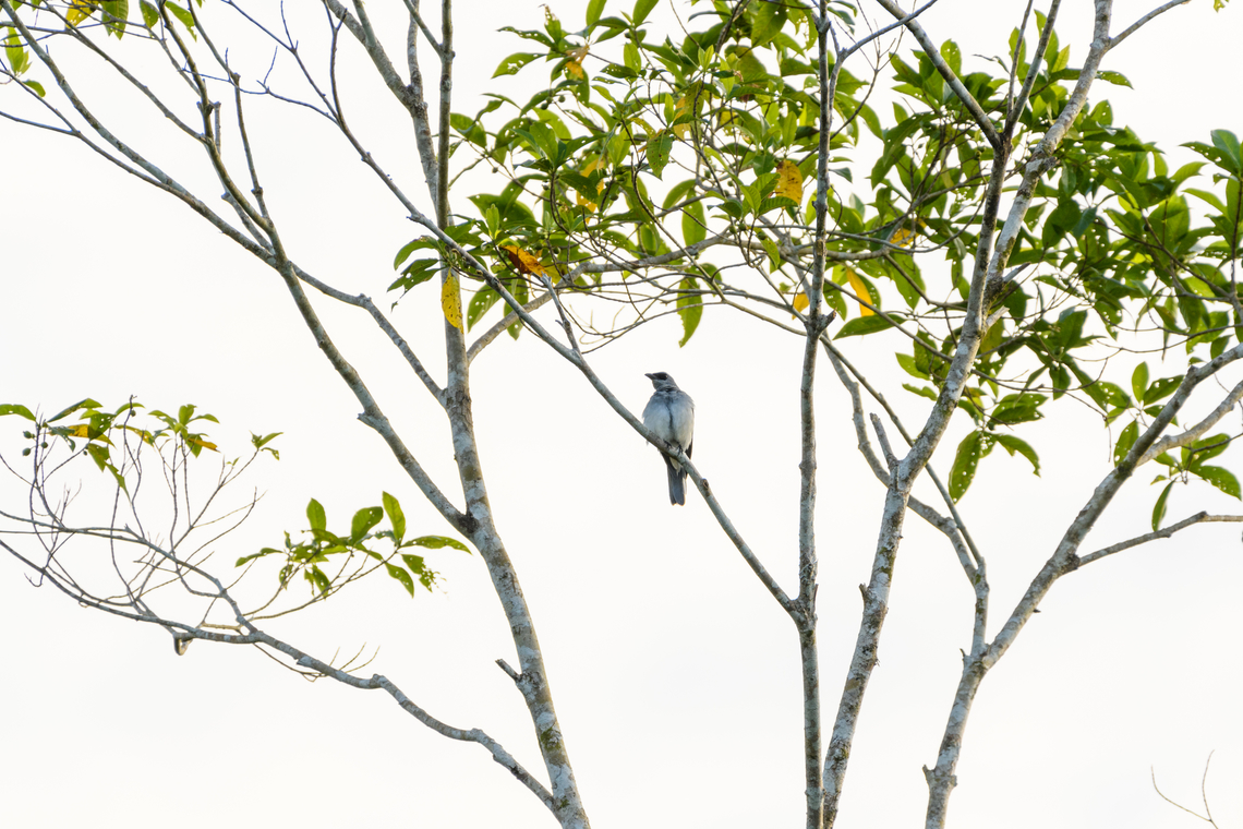White-bellied cuckooshrike, Nimbokrang, Papua In my signature style: &quot;too far, with backlight&quot;. Australia (continent),Coracina papuensis,Geotagged,Indonesia,New Guinea,Nimbokrang,Papua,Papua 2023,Spring,West Papua,Western New Guinea,White-bellied cuckooshrike