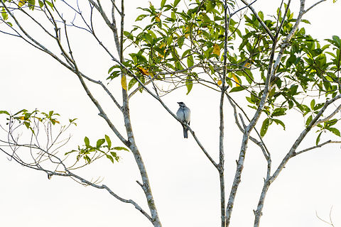 White-bellied cuckooshrike, Nimbokrang, Papua In my signature style: "too far, with backlight". Australia (continent),Coracina papuensis,Geotagged,Indonesia,New Guinea,Nimbokrang,Papua,Papua 2023,Spring,West Papua,Western New Guinea,White-bellied cuckooshrike