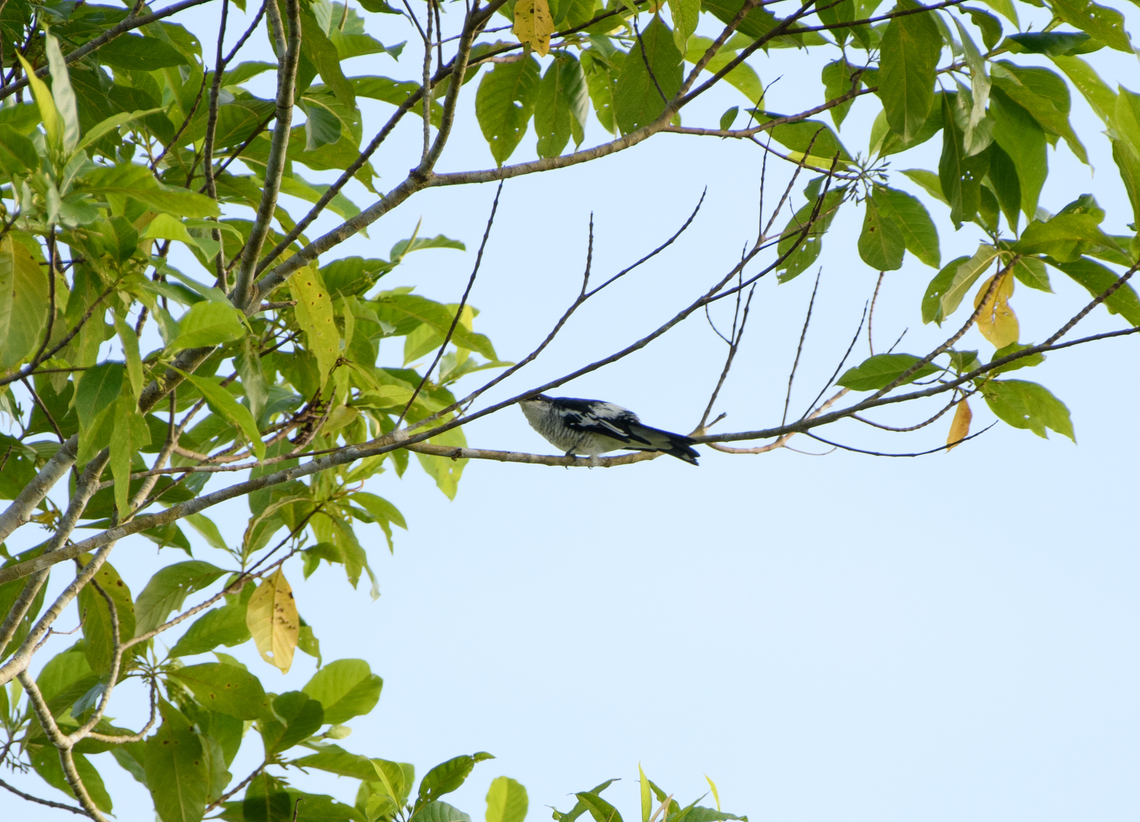Black-browed triller, Nimbokrang, Papua  Australia (continent),Black-browed triller,Geotagged,Indonesia,Lalage atrovirens,New Guinea,Nimbokrang,Papua,Papua 2023,Spring,West Papua,Western New Guinea