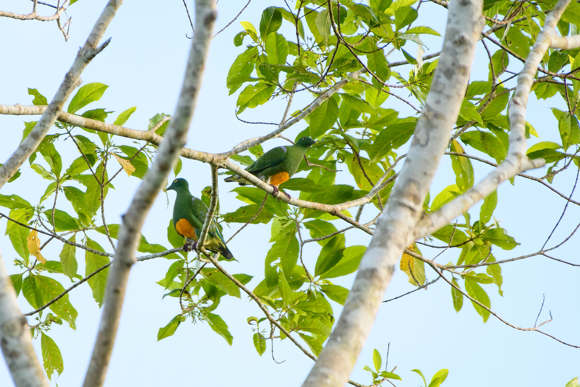 Orange-bellied fruit dove couple, Nimbokrang, Papua  Australia (continent),Geotagged,Indonesia,New Guinea,Nimbokrang,Orange-bellied fruit dove,Papua,Papua 2023,Ptilinopus iozonus,Spring,West Papua,Western New Guinea