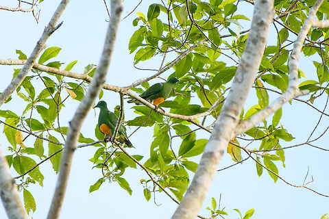 Orange-bellied fruit dove couple, Nimbokrang, Papua  Australia (continent),Geotagged,Indonesia,New Guinea,Nimbokrang,Orange-bellied fruit dove,Papua,Papua 2023,Ptilinopus iozonus,Spring,West Papua,Western New Guinea