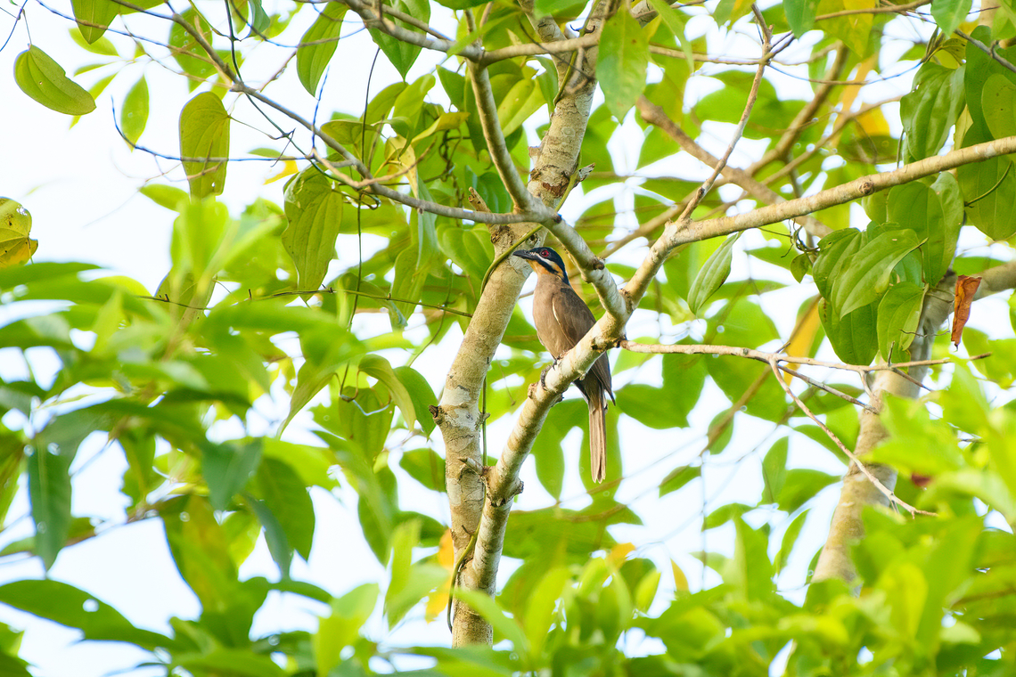 Dwarf koel, Nimbokrang, Papua  Australia (continent),Dwarf koel,Geotagged,Indonesia,Microdynamis parva,New Guinea,Nimbokrang,Papua,Papua 2023,Spring,West Papua,Western New Guinea