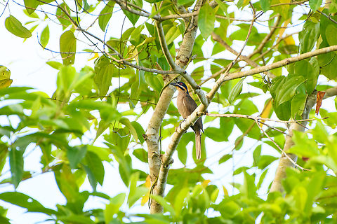 Dwarf koel, Nimbokrang, Papua  Australia (continent),Dwarf koel,Geotagged,Indonesia,Microdynamis parva,New Guinea,Nimbokrang,Papua,Papua 2023,Spring,West Papua,Western New Guinea