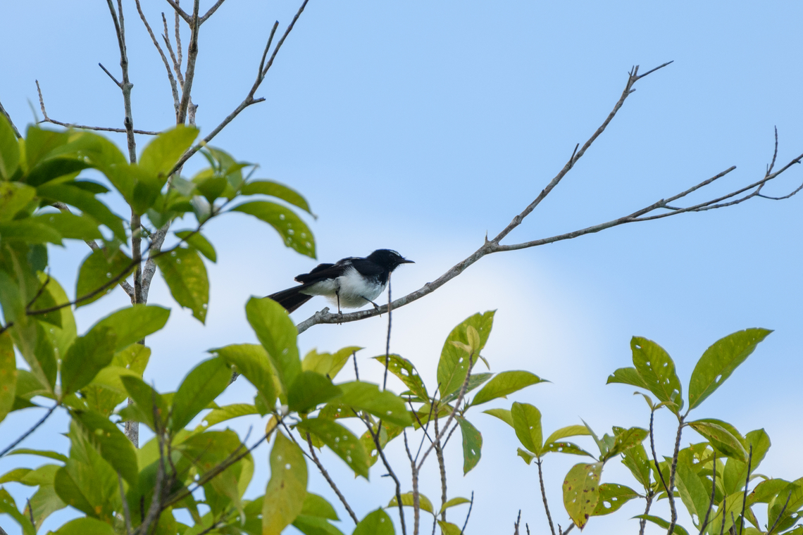 Willie wagtail, Nimbokrang, Papua Commonly seen in Papua. A very bold territorial bird. It's fearless in harassing any other bird or mammal, typically going for a backstab approach. Australia (continent),Geotagged,Indonesia,New Guinea,Nimbokrang,Papua,Papua 2023,Rhipidura leucophrys,Spring,West Papua,Western New Guinea,Willie wagtail