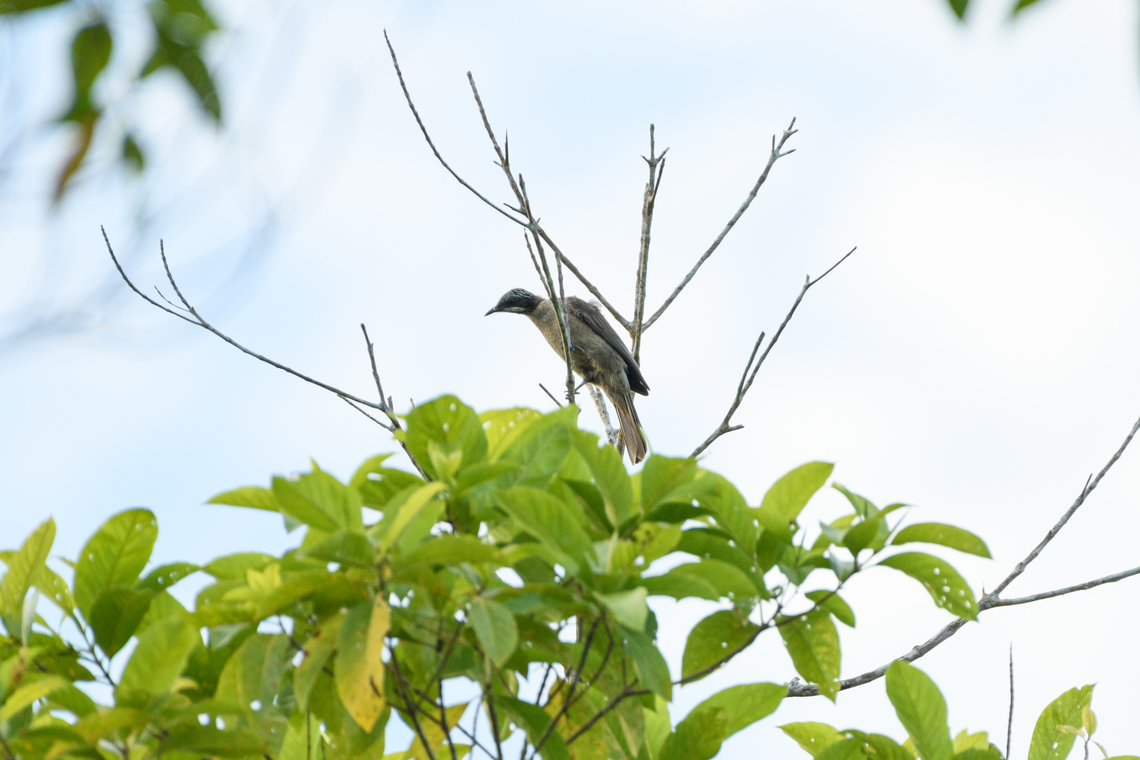 Streak-headed honeyeater, Nimbokrang, Papua  Australia (continent),Geotagged,Indonesia,New Guinea,Nimbokrang,Papua,Papua 2023,Pycnopygius stictocephalus,Spring,Streak-headed honeyeater,West Papua,Western New Guinea