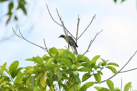Streak-headed honeyeater, Nimbokrang, Papua  Australia (continent),Geotagged,Indonesia,New Guinea,Nimbokrang,Papua,Papua 2023,Pycnopygius stictocephalus,Spring,Streak-headed honeyeater,West Papua,Western New Guinea