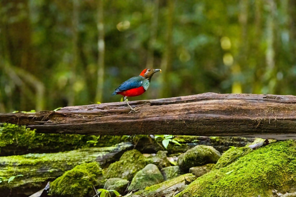 North Papuan Pitta, Nimbokrang, Papua Our second, and last Pitta found in Papua. There&#039;s 3 Hooded pittas, all formerly subspecies of the Hooded Pitta. And there&#039;s this Papuan Pitta, now called Northern Papuan Pitta.<br />
<br />
This was a 3-5 second appearance only because a kingfisher was harassing the pitta which fled immediately. I was lucky and thankful to get in a single shot. Australia (continent),Erythropitta macklotii,Geotagged,Indonesia,New Guinea,Nimbokrang,Papua,Papua 2023,Papuan pitta,Spring,West Papua,Western New Guinea