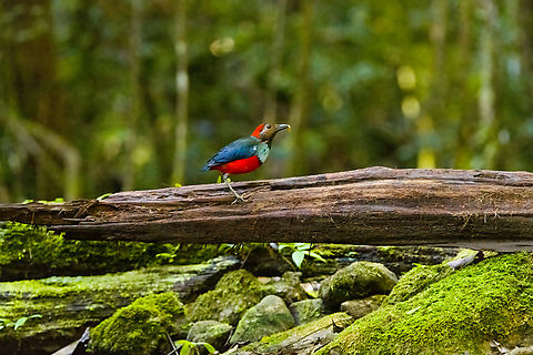 North Papuan Pitta, Nimbokrang, Papua Our second, and last Pitta found in Papua. There's 3 Hooded pittas, all formerly subspecies of the Hooded Pitta. And there's this Papuan Pitta, now called Northern Papuan Pitta.

This was a 3-5 second appearance only because a kingfisher was harassing the pitta which fled immediately. I was lucky and thankful to get in a single shot. Australia (continent),Erythropitta macklotii,Geotagged,Indonesia,New Guinea,Nimbokrang,Papua,Papua 2023,Papuan pitta,Spring,West Papua,Western New Guinea