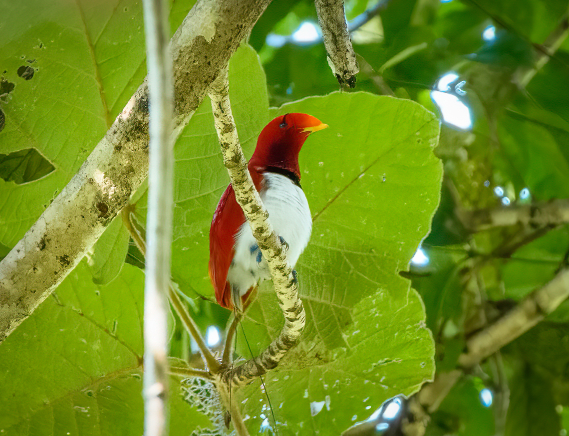 King bird-of-paradise, Nimbokrang, Papua Our 3rd bird of paradise, with the simple nickname &quot;The King&quot;. It&#039;s the smallest and most vivid of the birds-of-paradise.<br />
<figure class="photo"><a href="https://www.jungledragon.com/image/156080/king_bird-of-paradise_-_perched_nimbokrang_papua.html" title="King bird-of-paradise - perched, Nimbokrang, Papua"><img src="https://s3.amazonaws.com/media.jungledragon.com/images/2/156080_thumb.jpg?AWSAccessKeyId=05GMT0V3GWVNE7GGM1R2&Expires=1759968010&Signature=eXPXkYWbjEsoKueqzuYvpYWP4Wk%3D" width="124" height="152" alt="King bird-of-paradise - perched, Nimbokrang, Papua Our 3rd bird of paradise, with the simple nickname &quot;The King&quot;. It&#039;s the smallest and most vivid of the birds-of-paradise.<br />
https://www.jungledragon.com/image/156079/king_bird-of-paradise_nimbokrang_papua.html<br />
https://www.youtube.com/watch?v=wFQ9VQ5jyw8 Australia (continent),Cicinnurus regius,Geotagged,Indonesia,King bird-of-paradise,New Guinea,Nimbokrang,Papua,Papua 2023,Spring,West Papua,Western New Guinea" /></a></figure><br />
<section class="video"><iframe width="448" height="282" src="https://www.youtube-nocookie.com/embed/wFQ9VQ5jyw8?hd=1&autoplay=0&rel=0" frameborder="0" allowfullscreen></iframe></section> Australia (continent),Cicinnurus regius,Geotagged,Indonesia,King bird-of-paradise,New Guinea,Nimbokrang,Papua,Papua 2023,Spring,West Papua,Western New Guinea