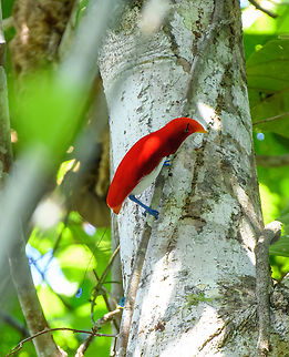 King bird-of-paradise - perched, Nimbokrang, Papua Our 3rd bird of paradise, with the simple nickname "The King". It's the smallest and most vivid of the birds-of-paradise.
https://www.jungledragon.com/image/156079/king_bird-of-paradise_nimbokrang_papua.html
https://www.youtube.com/watch?v=wFQ9VQ5jyw8 Australia (continent),Cicinnurus regius,Geotagged,Indonesia,King bird-of-paradise,New Guinea,Nimbokrang,Papua,Papua 2023,Spring,West Papua,Western New Guinea