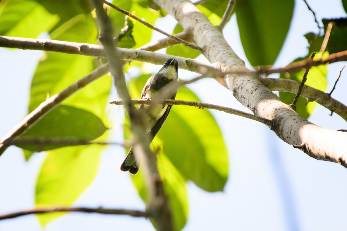 Northern fantail, Nimbokrang, Papua  Australia (continent),Geotagged,Indonesia,New Guinea,Nimbokrang,Northern fantail,Papua,Papua 2023,Rhipidura rufiventris,Spring,West Papua,Western New Guinea