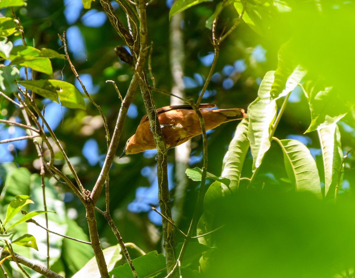Gray-headed Cicadabird, Nimbokrang, Papua Awful pose, but the only photo I managed to take. Australia (continent),Edolisoma schisticeps,Geotagged,Grey-headed cuckooshrike,Indonesia,New Guinea,Nimbokrang,Papua,Papua 2023,Spring,West Papua,Western New Guinea