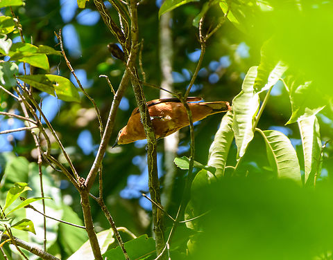 Gray-headed Cicadabird, Nimbokrang, Papua Awful pose, but the only photo I managed to take. Australia (continent),Edolisoma schisticeps,Geotagged,Grey-headed cuckooshrike,Indonesia,New Guinea,Nimbokrang,Papua,Papua 2023,Spring,West Papua,Western New Guinea