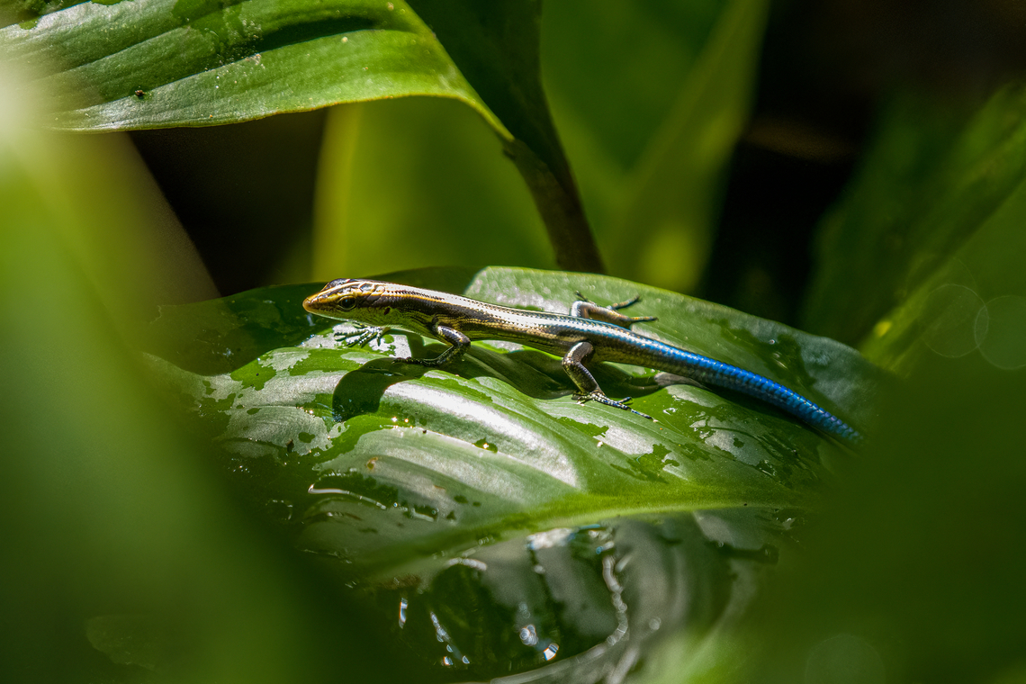 Pacific Bluetail Skink, Nimbokrang, Papua  Australia (continent),Emoia caeruleocauda,Geotagged,Indonesia,New Guinea,Nimbokrang,Pacific Bluetail Skink,Papua,Papua 2023,Spring,West Papua,Western New Guinea